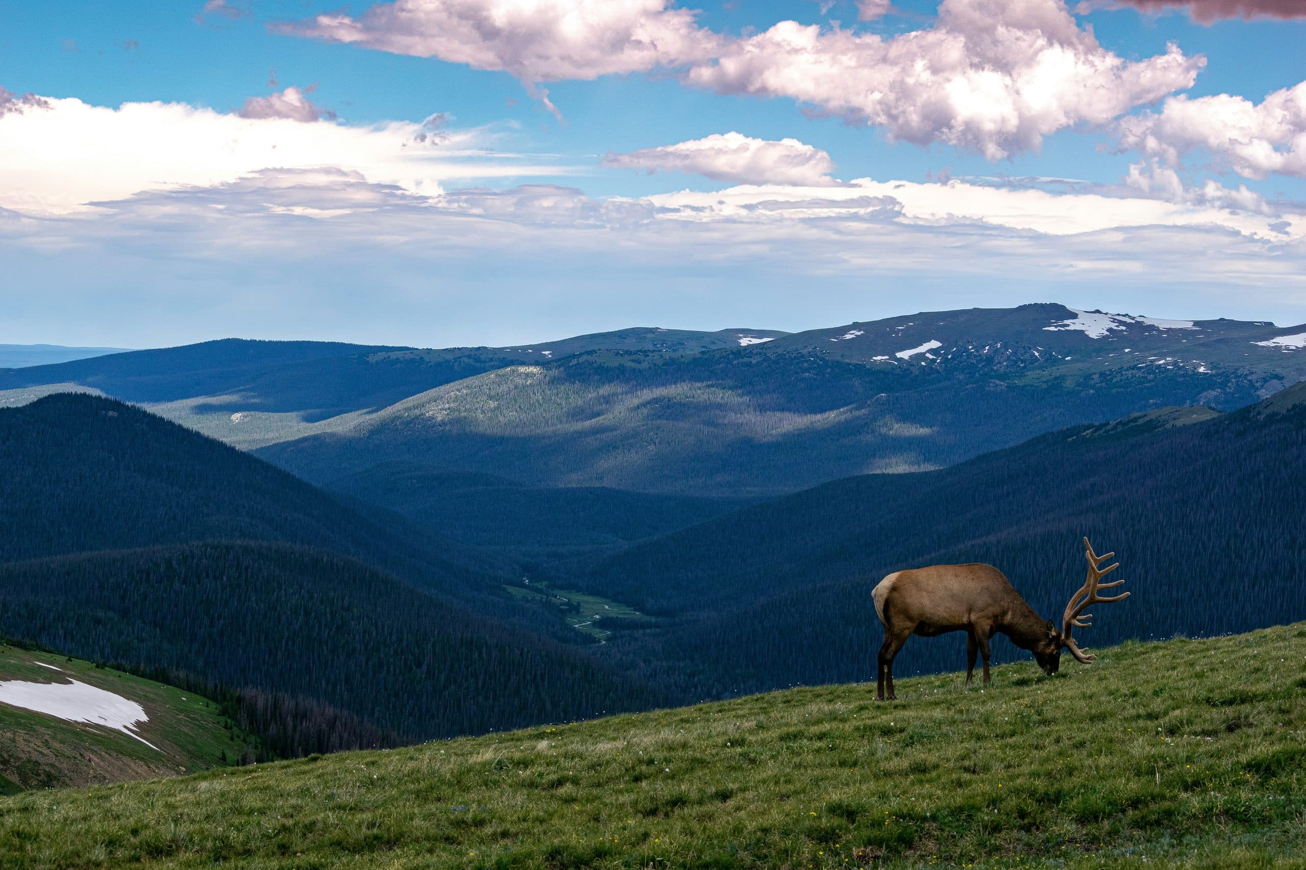 A bull elk grazing on a high ridge above layered timbered mountains