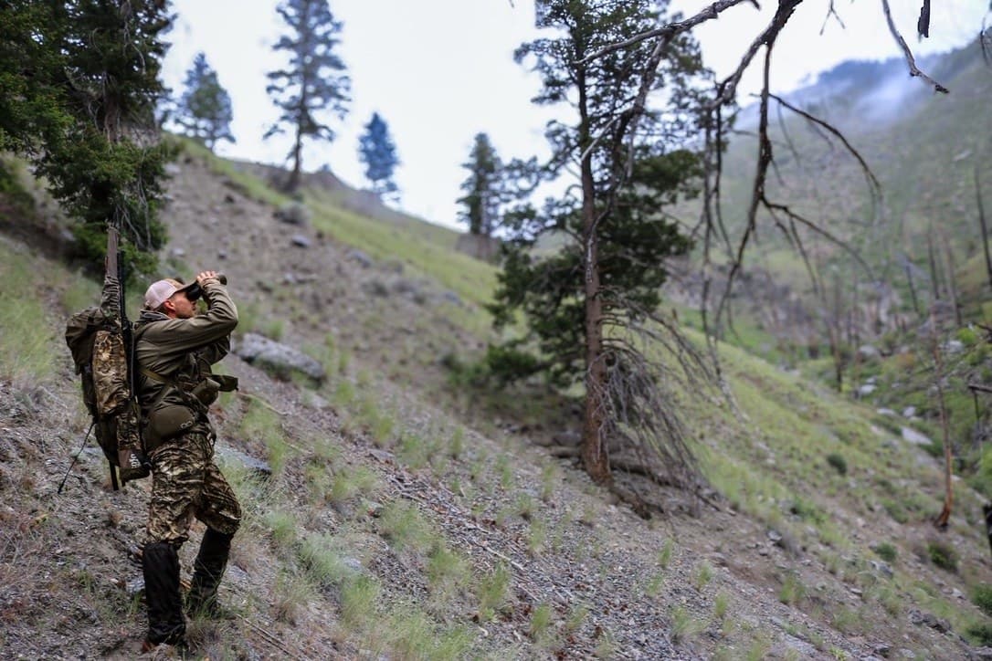 A hunter glassing a steep timbered slope, pack on and rifle slung