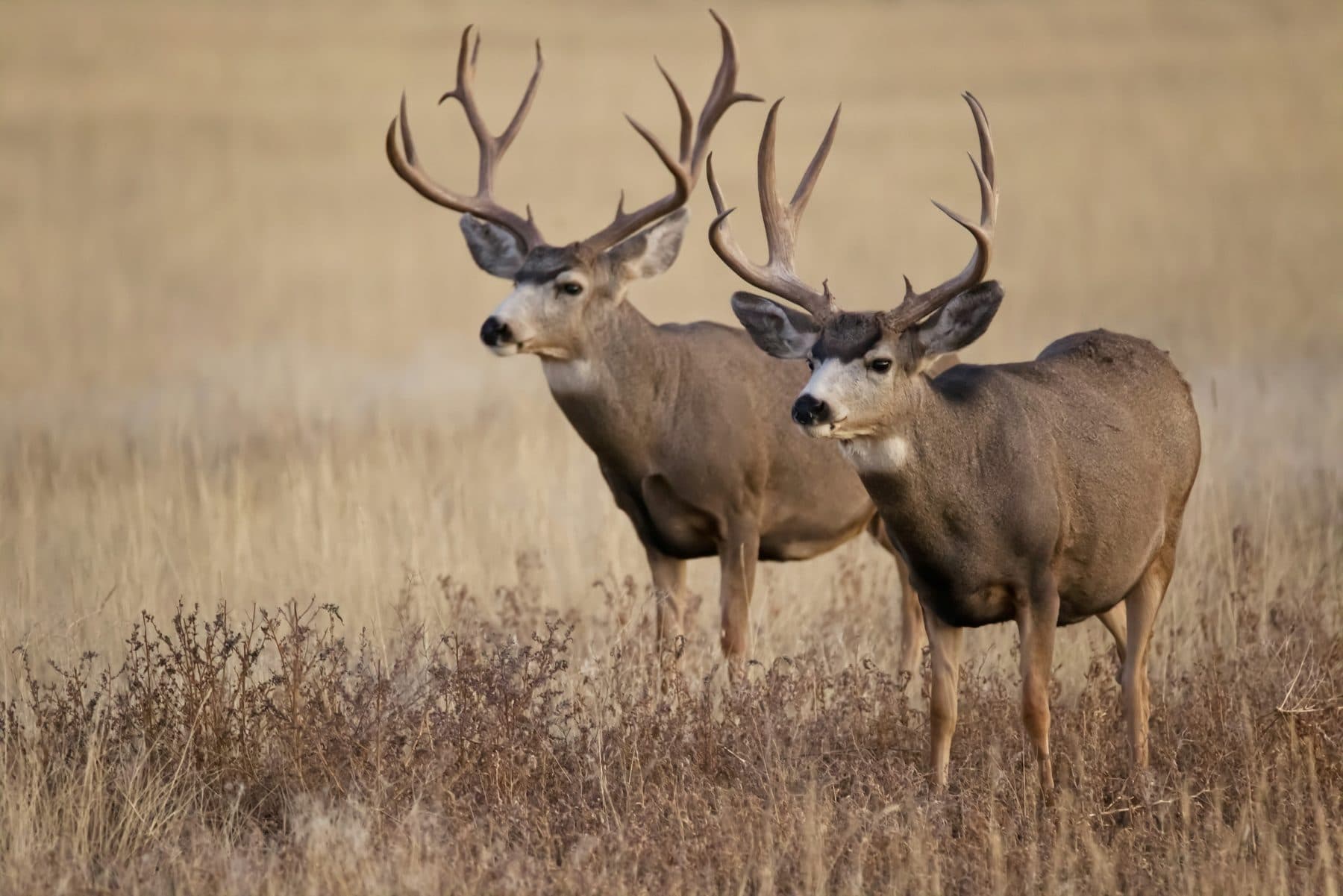 Two mule deer bucks standing together in tall golden grass